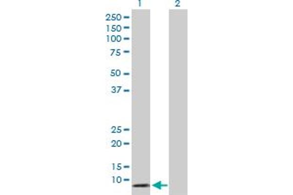 DEFA5 antibody  (AA 1-94)