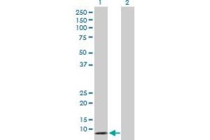 Western Blot analysis of DEFA5 expression in transfected 293T cell line by DEFA5 MaxPab polyclonal antibody.
