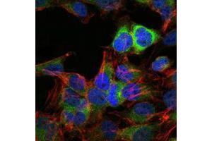 Immunofluorescence analysis of Hela cells using HSP90AB1 mouse mAb (green).