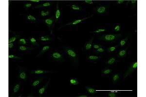 LMO4 antibody  (AA 1-165)