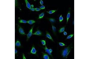 Immunofluorescent analysis of Peroxiredoxin 1 staining in Hela cells. (Peroxiredoxin 1 antibody)