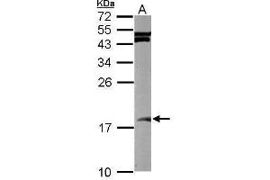 WB Image Sample (50 ug of whole cell lysate) A: mouse brain 15% SDS PAGE antibody diluted at 1:1000 (SUMO2 antibody)