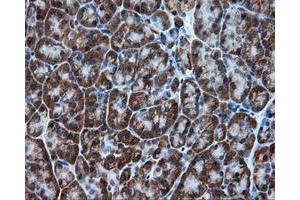 Immunohistochemical staining of paraffin-embedded colon tissue using anti-TPMT mouse monoclonal antibody. (TPMT antibody)