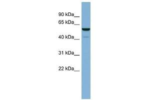 LAP3 antibody used at 1 ug/ml to detect target protein. (LAP3 antibody  (N-Term))
