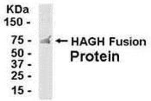 Western Blotting (WB) image for anti-Hydroxyacylglutathione Hydrolase (HAGH) (AA 110-260) antibody (ABIN2468033) (HAGH antibody  (AA 110-260))