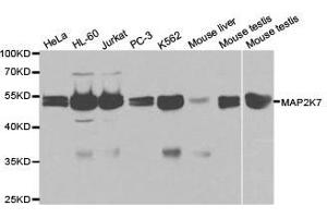 Western Blotting (WB) image for anti-Mitogen-Activated Protein Kinase Kinase 7 (MAP2K7) antibody (ABIN1873610)