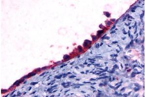 Anti-GPR108 antibody  ABIN1048687 IHC staining of human ovary, surface epithelium. (GPR108 antibody  (Cytoplasmic Domain))