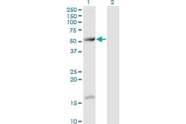 TCP11 Antikörper  (AA 342-441)