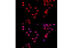 Immunofluorescence (IF) image for anti-X-Ray Repair Complementing Defective Repair in Chinese Hamster Cells 6 (XRCC6) (AA 500-600) antibody (ABIN1513143)