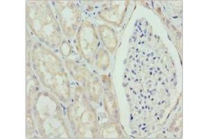 Immunohistochemistry of paraffin-embedded human kidney tissue using ABIN7160688 at dilution of 1:100 (GNS antibody  (AA 293-552))