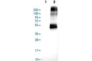 Western Blot analysis of Lane 1: negative control (vector only transfected HEK293T cell lysate) and Lane 2: over-expression lysate (co-expressed with a C-terminal myc-DDK tag in mammalian HEK293T cells) with SLC2A5 polyclonal antibody .
