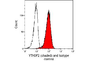 Flow Cytometry (FACS) image for anti-YTH Domain Family, Member 2 (YTHDF2) (AA 300-350) antibody (ABIN7795702) (Recombinant YTHDF2 antibody  (AA 300-350))