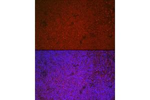 Immunofluorescence analysis of mouse spleen cells using ETS1 Rabbit pAb (ABIN7271258) at dilution of 1:100 (40x lens). (ETS1 antibody  (AA 1-260))