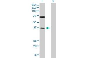 Western Blot analysis of TREX1 expression in transfected 293T cell line by TREX1 MaxPab polyclonal antibody. (TREX1 antibody  (AA 1-369))