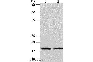 Western blot analysis of Jurkat and RAW264. (ANAPC13 antibody)