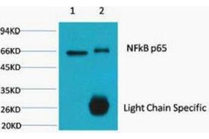 Immunoprecipitation (IP) analysis: 1) Input: HeLa Cell Lysate. (NF-kB p65 antibody)