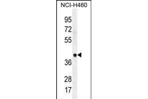 LRRC38 Antibody (C-term) (ABIN655842 and ABIN2845255) western blot analysis in NCI- cell line lysates (35 μg/lane).