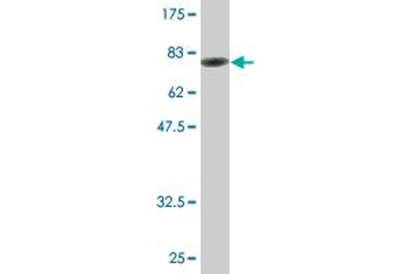 SPAG8 antibody  (AA 1-501)