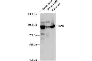 Western blot analysis of extracts of various cell lines, using RIN1 antibody (ABIN6128671, ABIN6146951, ABIN6146952 and ABIN6217912) at 1:3000 dilution. (RIN1 antibody  (AA 1-280))