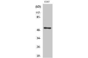 Western Blotting (WB) image for anti-Cell Division Cycle 37 Homolog (S. Cerevisiae) (CDC37) (Tyr593) antibody (ABIN3183813)
