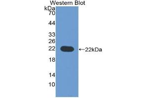 Western blot analysis of recombinant Human CD276. (CD276 antibody  (AA 47-219))