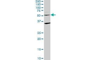 STAU2 monoclonal antibody (M09), clone 3E9. (Double-stranded RNA-binding protein Staufen homolog 2 (STAU2) (AA 2-90) antibody)