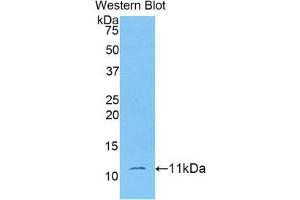 Western Blotting (WB) image for anti-Indoleamine 2,3-Dioxygenase 2 (IDO2) (AA 106-190) antibody (ABIN1176272) (IDO2 antibody  (AA 106-190))