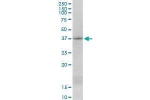 Western Blotting (WB) image for anti-Inhibitor of Growth Family, Member 4 (ING4) (AA 1-249) antibody (ABIN526497)