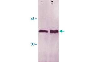 The whole cell lysate derived from m-CSF stimulated Jurket cells (Lane 1) or mouse spleen (Lane 2) were immune-probed by LSP1 (phospho S252) polyclonal antibody  at 1 : 500. (LSP1 antibody  (pSer252))