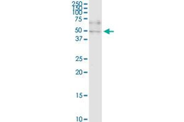 ZNF134 antibody  (AA 105-193)