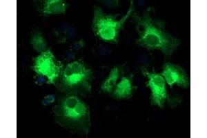 Anti-MAPRE2 mouse monoclonal antibody (ABIN2454620) immunofluorescent staining of COS7 cells transiently transfected by pCMV6-ENTRY MAPRE2 (RC200259). (MAPRE2 antibody)