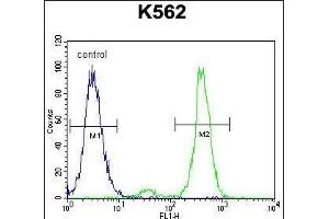 VILL Antibody (Center) (ABIN656022 and ABIN2845397) flow cytometric analysis of K562 cells (right histogram) compared to a negative control cell (left histogram). (VILL antibody  (AA 385-412))