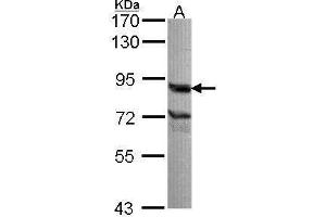 WB Image Sample (30 ug of whole cell lysate) A: A549 7. (THOC1 antibody  (C-Term))