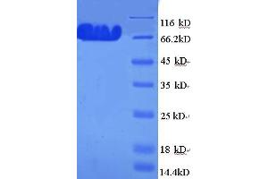 SDS-PAGE (SDS) image for Myosin Regulatory Light Chain Interacting Protein (MYLIP) (AA 1-445), (full length) protein (GST tag) (ABIN5711701) (MYLIP Protein (AA 1-445, full length) (GST tag))