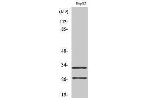 Western Blotting (WB) image for anti-Cathepsin G (CTSG) (cleaved), (Ile21) antibody (ABIN3181797) (Cathepsin G antibody  (cleaved, Ile21))