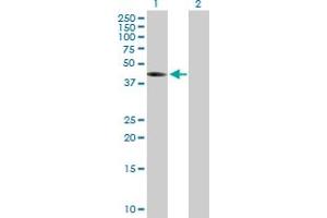 Western Blot analysis of THEG expression in transfected 293T cell line by THEG MaxPab polyclonal antibody. (THEG antibody  (AA 1-379))