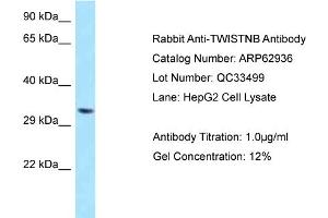 Western Blotting (WB) image for anti-TWIST Neighbor (TWISTNB) (C-Term) antibody (ABIN2789304) (TWIST Neighbor antibody  (C-Term))