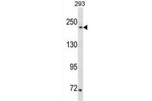 SETD1A Antibody (Center) (ABIN1881793 and ABIN2838738) western blot analysis in 293 cell line lysates (35 μg/lane). (SETD1A antibody  (AA 927-956))