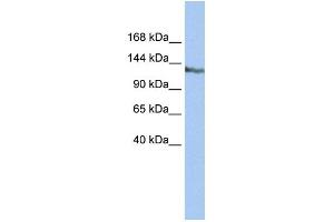 WB Suggested Anti-SMARCAD1 Antibody Titration:  0. (SMARCAD1 antibody  (N-Term))