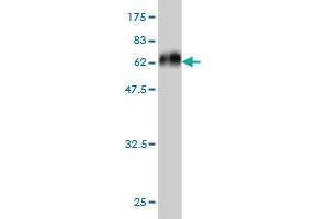 Western Blot detection against Immunogen (59. (MEOX2 antibody  (AA 1-303))