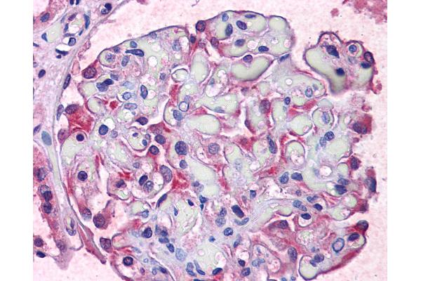 TCTN2 antibody  (C-Term)