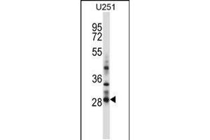 Western blot analysis in U251 cell line lysates (35ug/lane). (HOXC4 antibody  (C-Term))