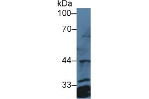 Detection of PTGES2 in Human Hela cell lysate using Polyclonal Antibody to Prostaglandin E Synthase 2 (PTGES2) (PTGES2 antibody  (AA 145-357))