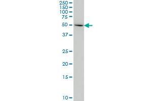 IDO1 monoclonal antibody (M05), clone 4D2 Western Blot analysis of IDO1 expression in HeLa . (IDO1 antibody  (AA 1-403))