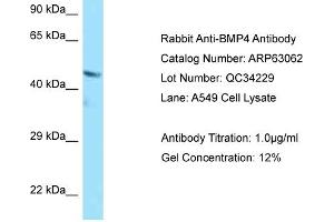 Western Blotting (WB) image for anti-Bone Morphogenetic Protein 4 (BMP4) (C-Term) antibody (ABIN970200) (BMP4 antibody  (C-Term))