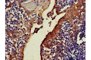 IHC image of ABIN7161631 diluted at 1:500 and staining in paraffin-embedded human tonsil tissue performed on a Leica BondTM system. (C4orf14 antibody  (AA 42-174))