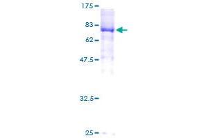 YES1 Protein (AA 1-543) (GST tag)