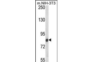 Western blot analysis of TARSL2 Antibody (Center) (ABIN652597 and ABIN2842401) in NIH-3T3 cell line lysates (35 μg/lane). (TARSL2 antibody  (AA 380-408))