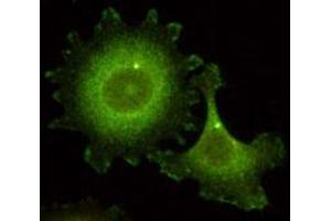 Immunofluorescence microscopyusing NEDD9 monoclonal antibody, clone 14A11  shows detectionof NEDD9 localized at the centrosome (bright dots) and focal adhesion sites.