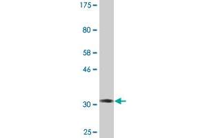 Western Blot detection against Immunogen (34. (SKIL antibody  (AA 236-313))